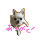 ちゃたろう＆きなこ（個別スタンプ：3）