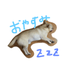 ちゃたろう＆きなこ（個別スタンプ：4）