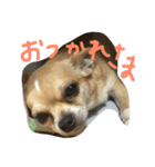 ちゃたろう＆きなこ（個別スタンプ：5）