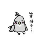 little pigeon（個別スタンプ：36）