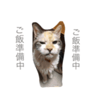 ボマキオ団（猫多め）（個別スタンプ：1）