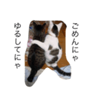 ボマキオ団（猫多め）（個別スタンプ：3）