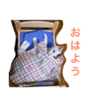 ボマキオ団（猫多め）（個別スタンプ：5）