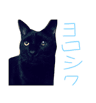 ボマキオ団（猫多め）（個別スタンプ：6）