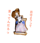ボマキオ団（猫多め）（個別スタンプ：7）