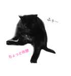 ボマキオ団（猫多め）（個別スタンプ：9）