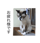 ボマキオ団（猫多め）（個別スタンプ：10）