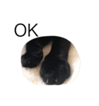 ボマキオ団（猫多め）（個別スタンプ：12）