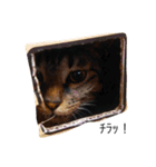 ボマキオ団（猫多め）（個別スタンプ：14）