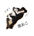 ボマキオ団（猫多め）（個別スタンプ：15）