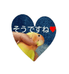 コザクラインコのパリーさん。（個別スタンプ：1）