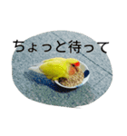 コザクラインコのパリーさん。（個別スタンプ：2）