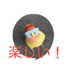 コザクラインコのパリーさん。（個別スタンプ：3）