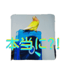 コザクラインコのパリーさん。（個別スタンプ：4）