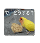 コザクラインコのパリーさん。（個別スタンプ：6）