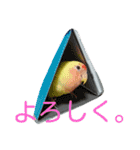 コザクラインコのパリーさん。（個別スタンプ：8）