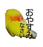 コザクラインコのパリーさん。（個別スタンプ：11）