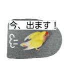 コザクラインコのパリーさん。（個別スタンプ：12）