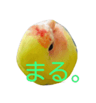 コザクラインコのパリーさん。（個別スタンプ：13）
