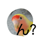 コザクラインコのパリーさん。（個別スタンプ：14）