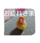 コザクラインコのパリーさん。（個別スタンプ：17）