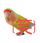 コザクラインコのパリーさん。（個別スタンプ：18）