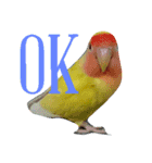 コザクラインコのパリーさん。（個別スタンプ：19）