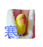 コザクラインコのパリーさん。（個別スタンプ：20）
