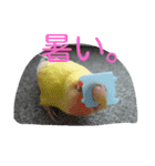 コザクラインコのパリーさん。（個別スタンプ：21）