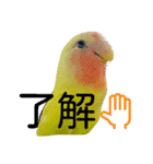 コザクラインコのパリーさん。（個別スタンプ：22）