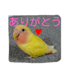 コザクラインコのパリーさん。（個別スタンプ：23）