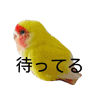 コザクラインコのパリーさん。（個別スタンプ：24）