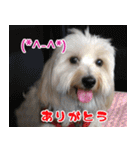 キャロルとシェリーの日常（個別スタンプ：6）