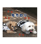 キャロルとシェリーの日常（個別スタンプ：21）