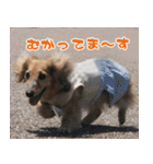 キャロルとシェリーの日常（個別スタンプ：31）