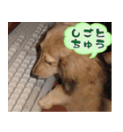 キャロルとシェリーの日常（個別スタンプ：34）