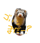 面白フェレット（個別スタンプ：1）