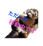 面白フェレット（個別スタンプ：2）