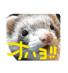 面白フェレット（個別スタンプ：3）