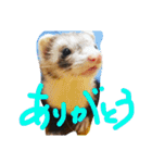 面白フェレット（個別スタンプ：4）
