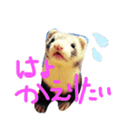 面白フェレット（個別スタンプ：5）