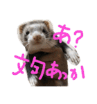 面白フェレット（個別スタンプ：6）