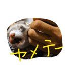 面白フェレット（個別スタンプ：8）
