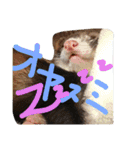 面白フェレット（個別スタンプ：12）