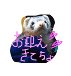 面白フェレット（個別スタンプ：15）