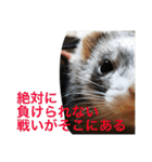 面白フェレット（個別スタンプ：18）