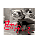 面白フェレット（個別スタンプ：21）