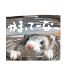 面白フェレット（個別スタンプ：22）