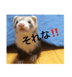 面白フェレット（個別スタンプ：24）