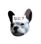 ふれぶる。（個別スタンプ：1）